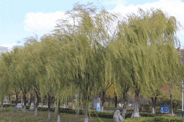 石家莊限行區(qū)域_石家莊限行尾號5和0_限行